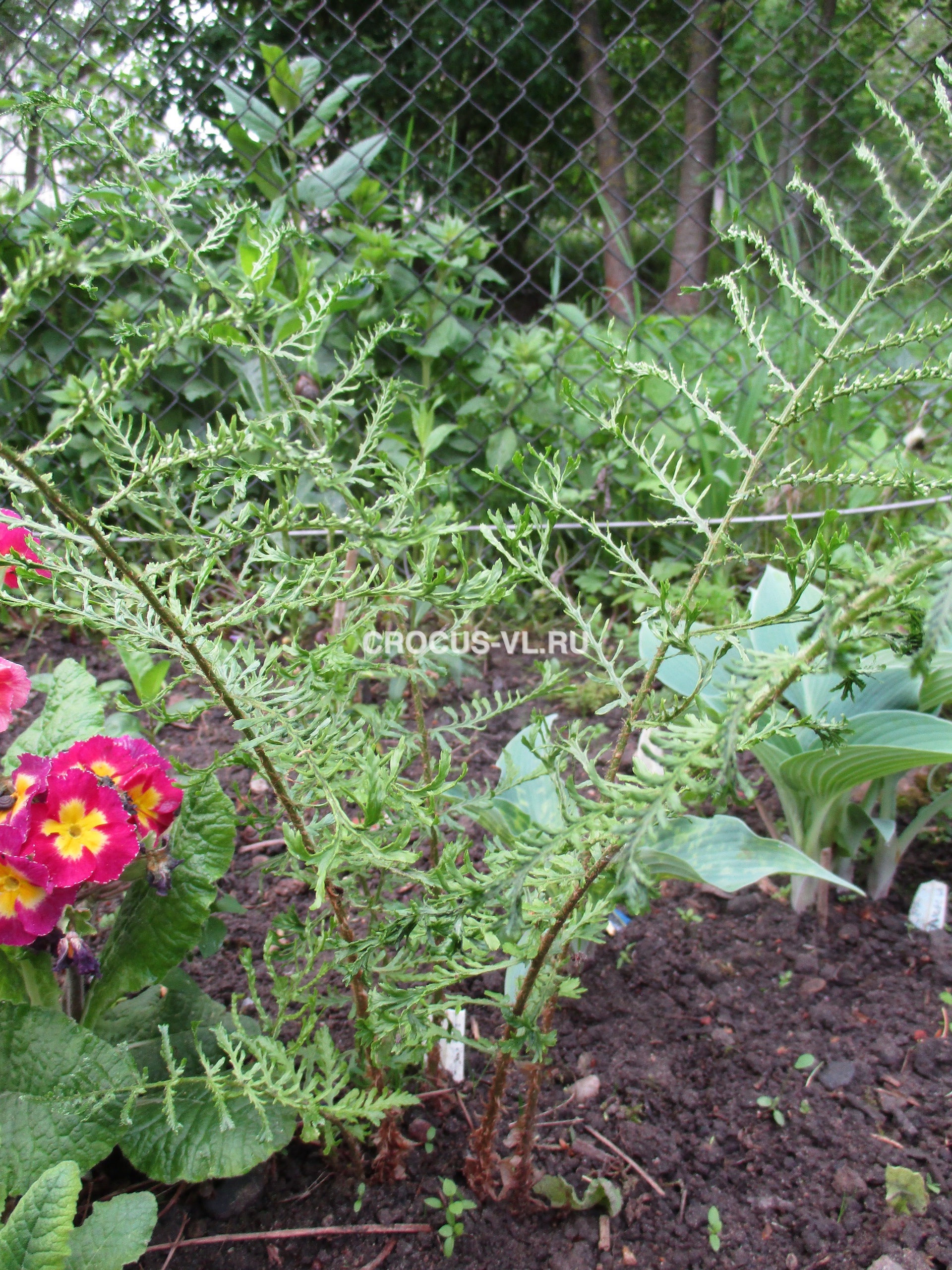 Щитовник мужской «Linearis Polydactyla» Щитовник мужской «Linearis Polydactyla»